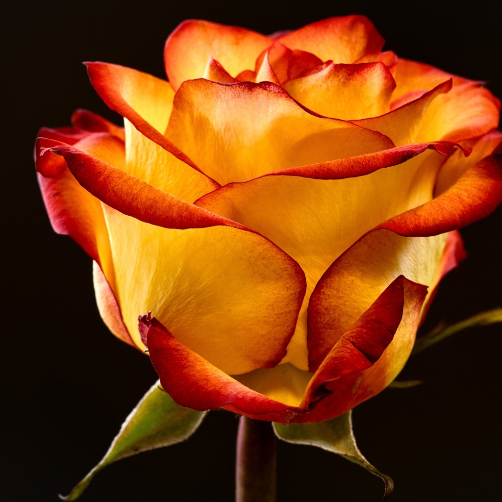 Необычная роза на черном фоне крупным планом