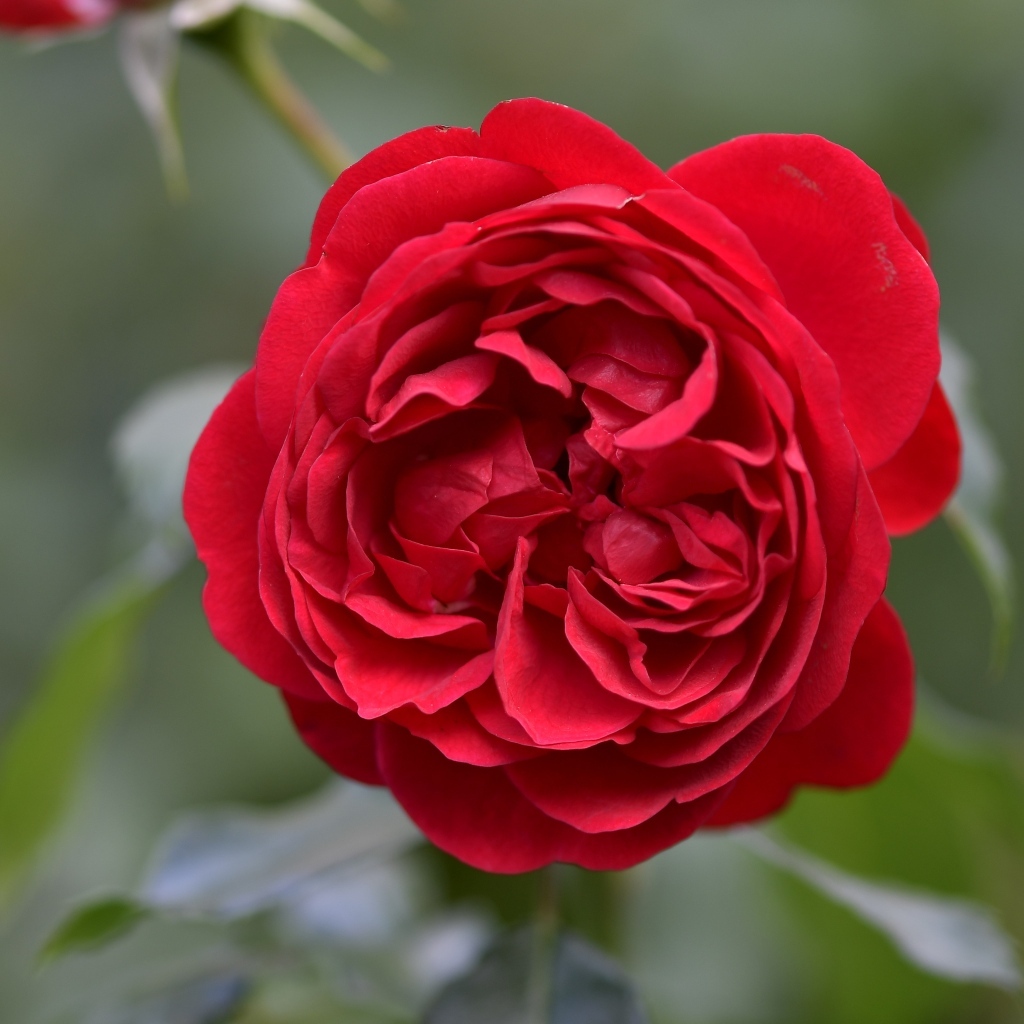 Вид на пышную красную розу