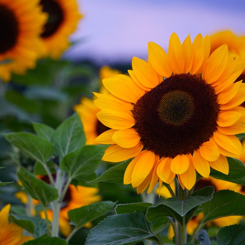 Теплые желтые подсолнухи на поле