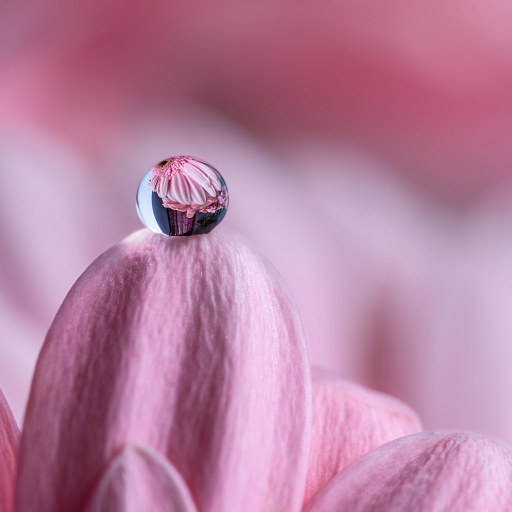 Капля воды на розовом лепестке