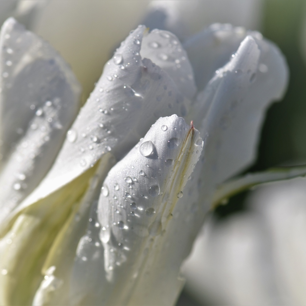 Капли воды на белых лепестках тюльпана