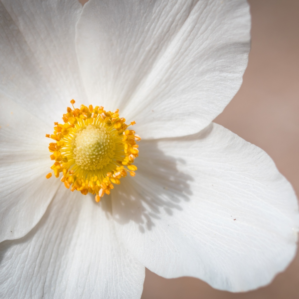 Белый цветок анемоны крупным планом