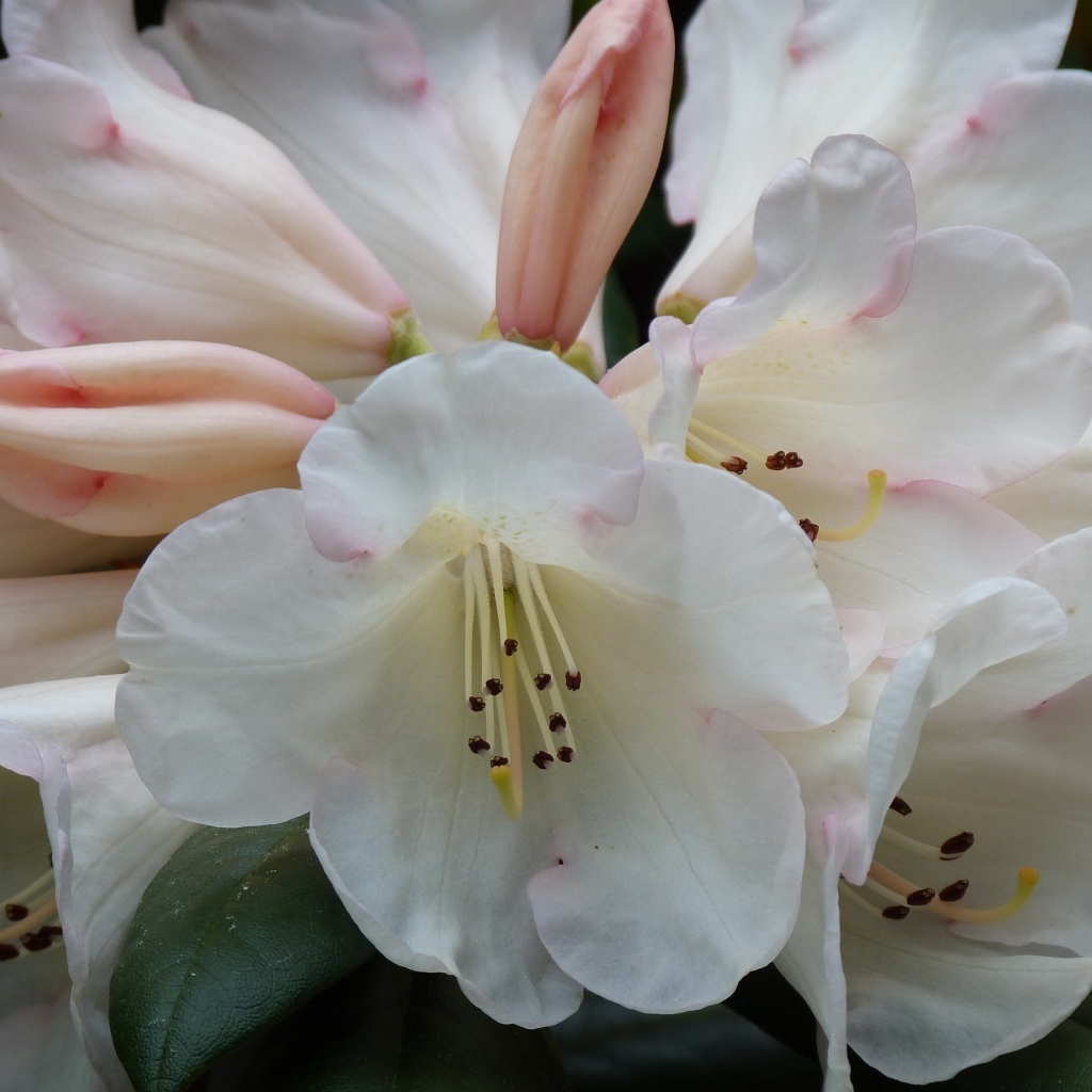 Белые цветы азалии крупным планом