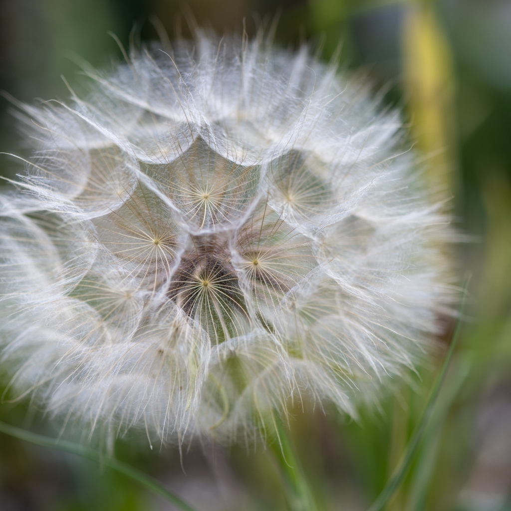 Белый красивый одуванчик крупным планом