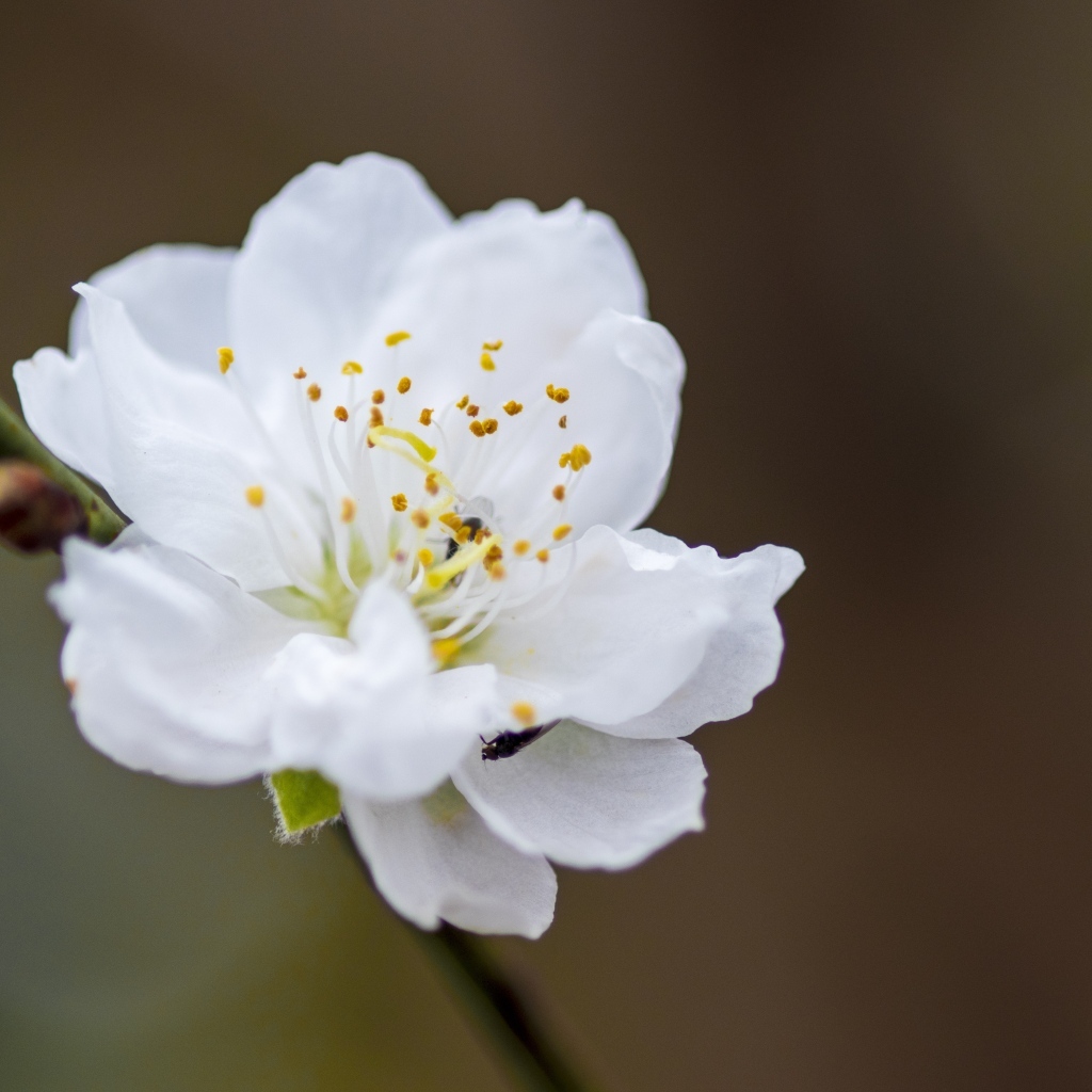 Белый красивый цветок на ветке дерева весной