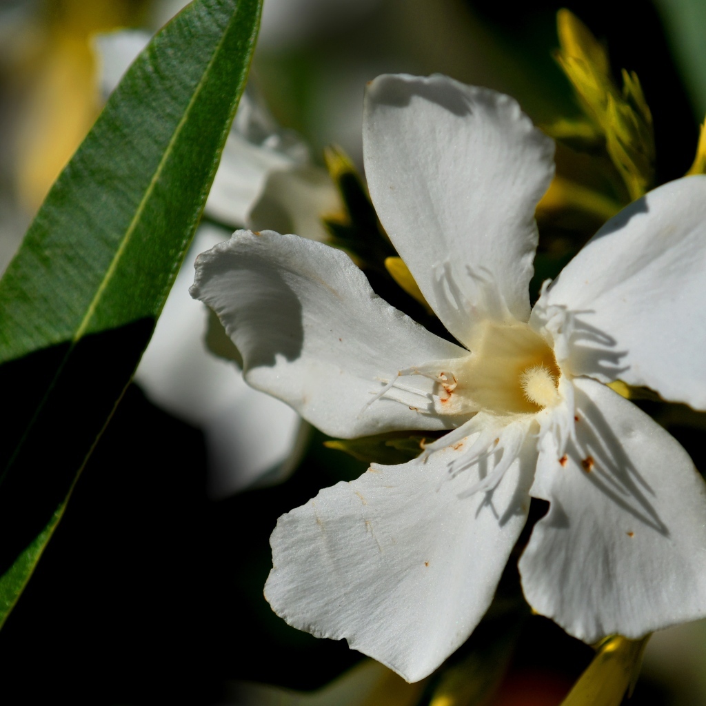 Белые красивые цветы олеандр