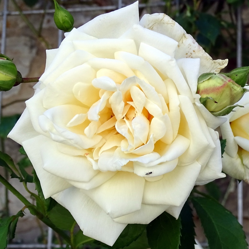 Белый красивый цветок розы с бутонами