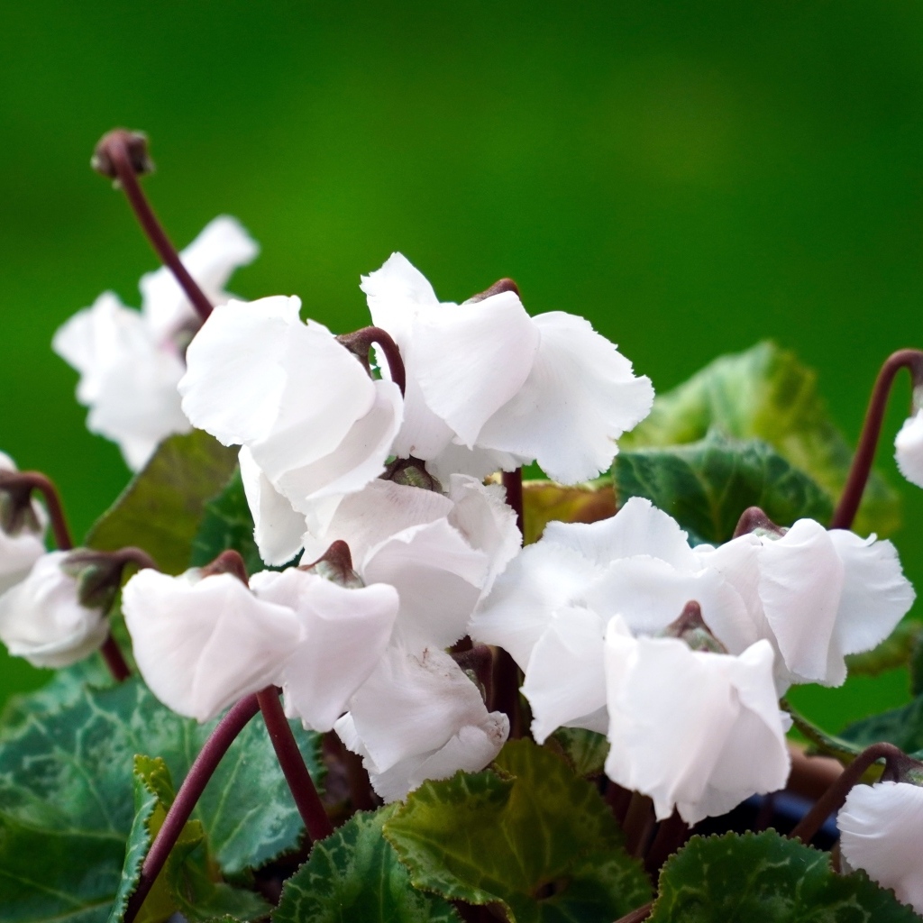 Белый цветущий комнатный цветок цикламен