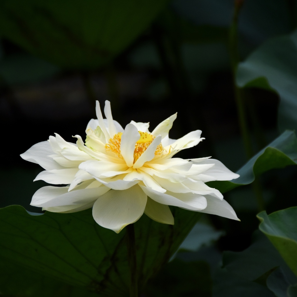 Белый распустившийся цветок лотоса с зелеными листьями