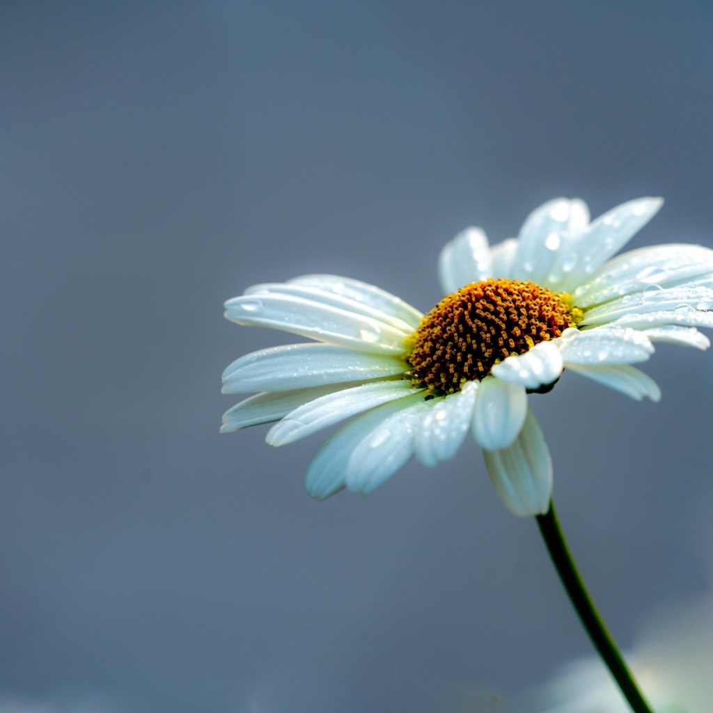 Белый цветок ромашки на сером фоне
