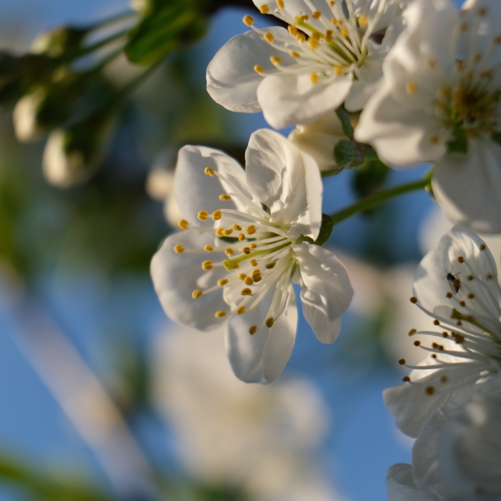 Белые цветы вишни распускаются на ветке весной