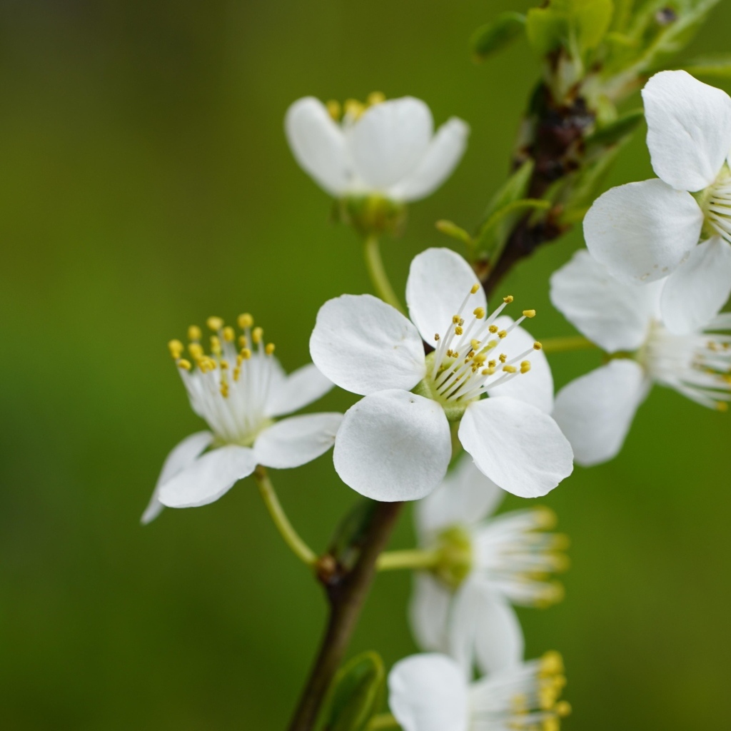 Белые цветы вишни на ветке на зеленом фоне