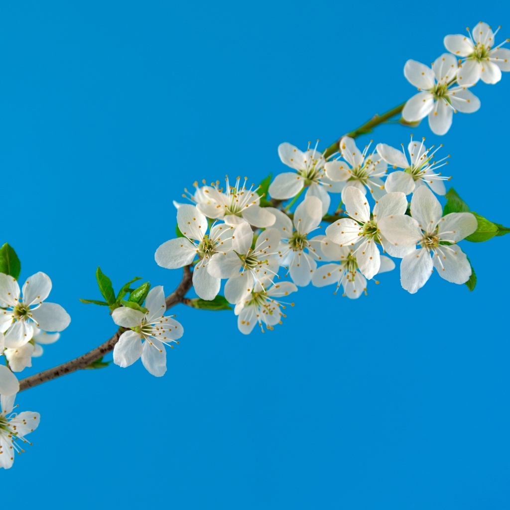 Белые цветы вишни на тонкой ветке на голубом фоне