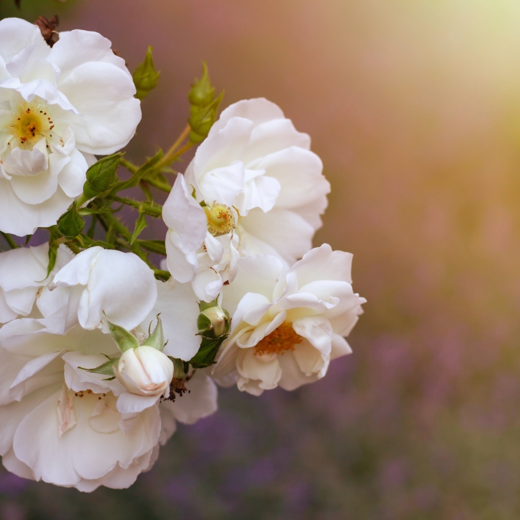 Белые цветы вьющейся розы