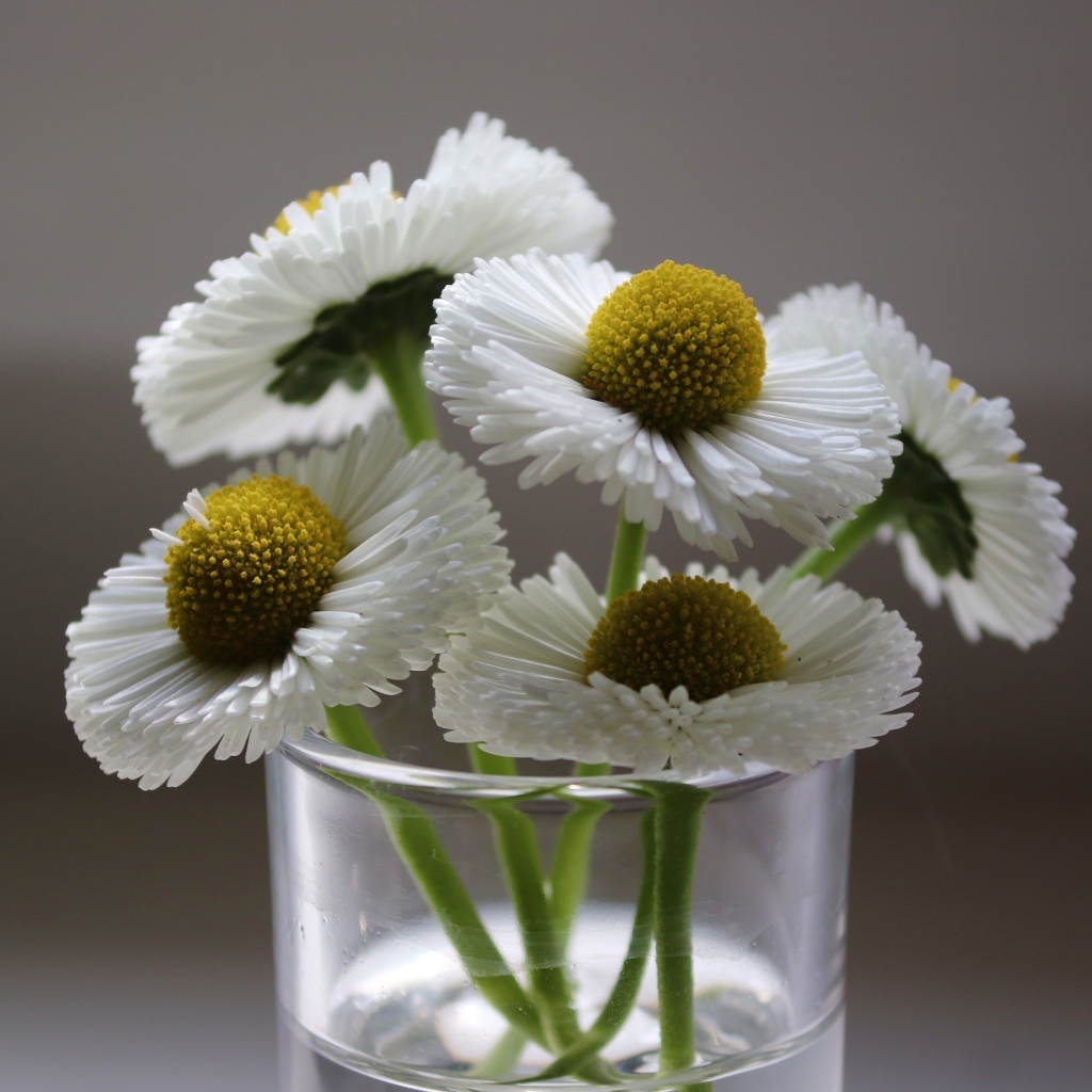 Белые маргаритки в стеклянной вазе