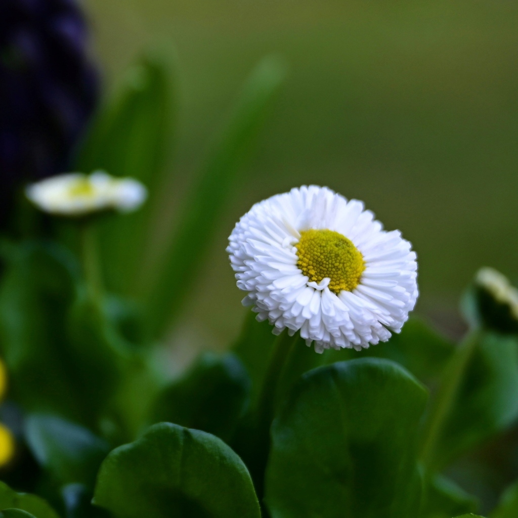Белые маргаритки с зелеными листьями