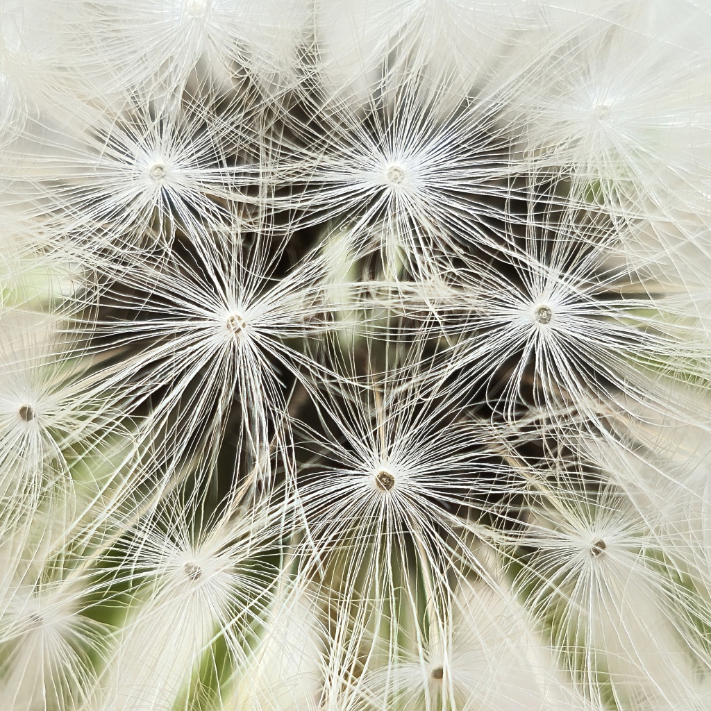 Белый цветок одуванчика крупным планом