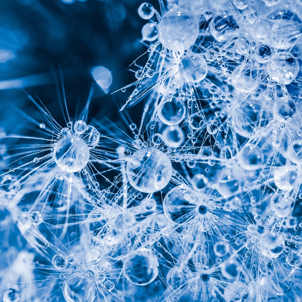 Покрытый каплями воды белый цветок одуванчика