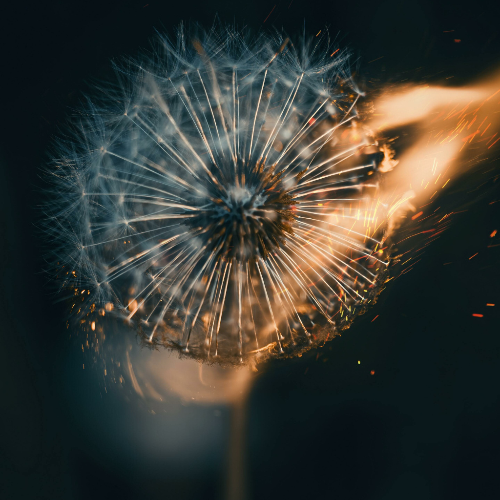 Белый одуванчик в огне