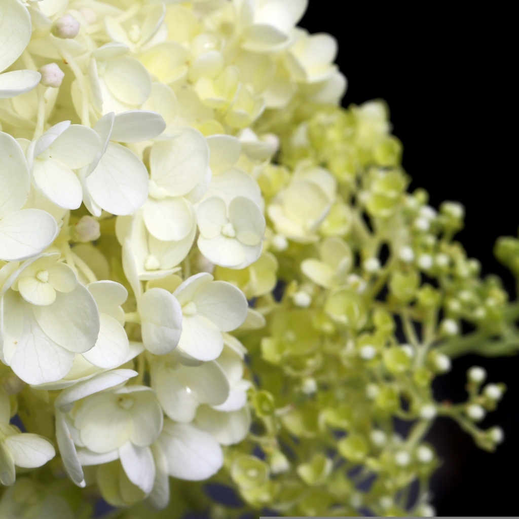 Белые нежные цветы гортензия крупным планом