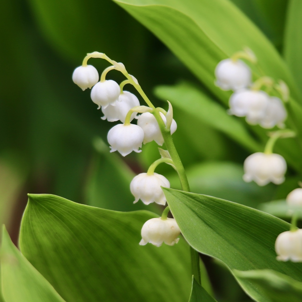 Белые нежные цветы ландыша с зелеными листьями