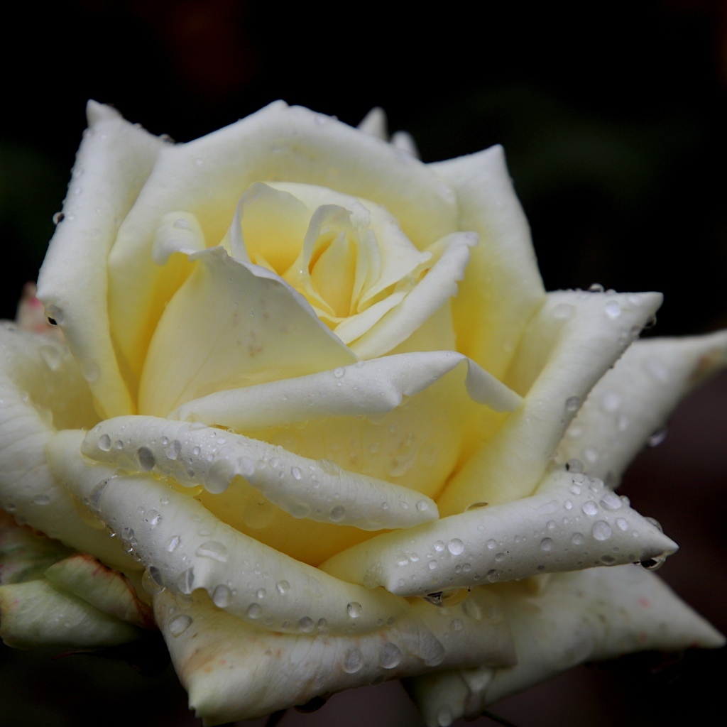 Белая нежная роза с росой на лепестках