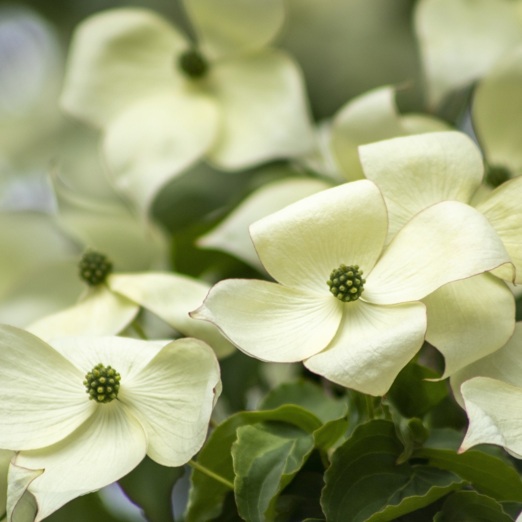 Белые цветы кизила крупным планом