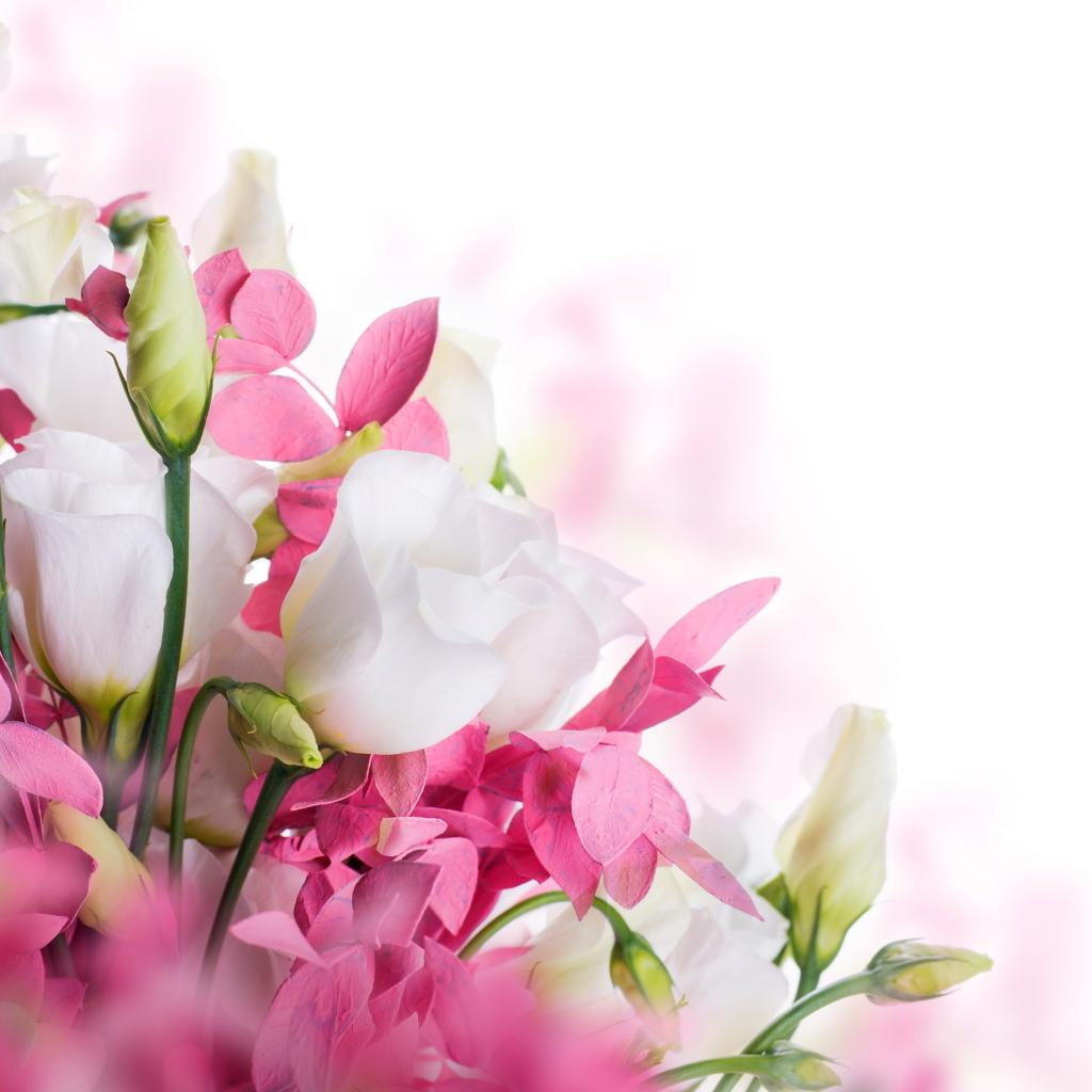 Белые цветы эустомы и розовые цветы