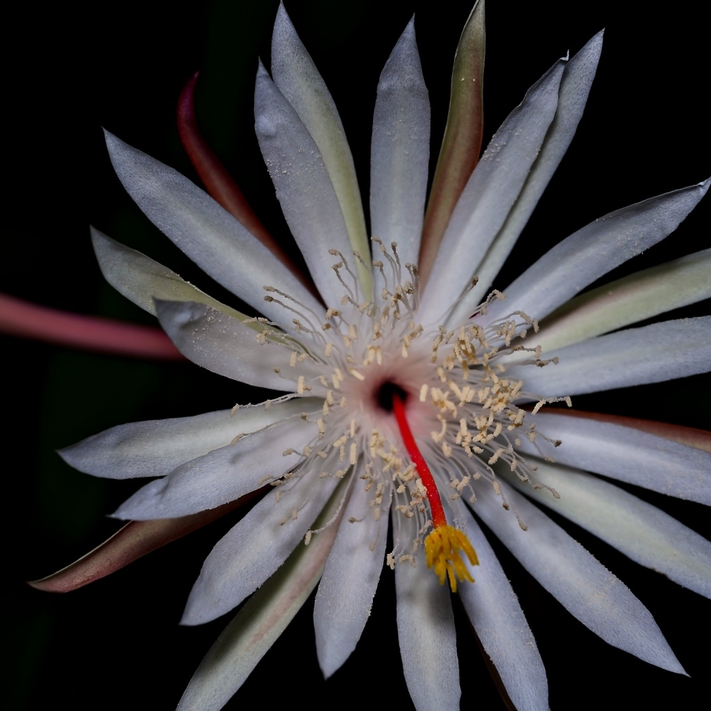 Белый экзотический цветок кактуса