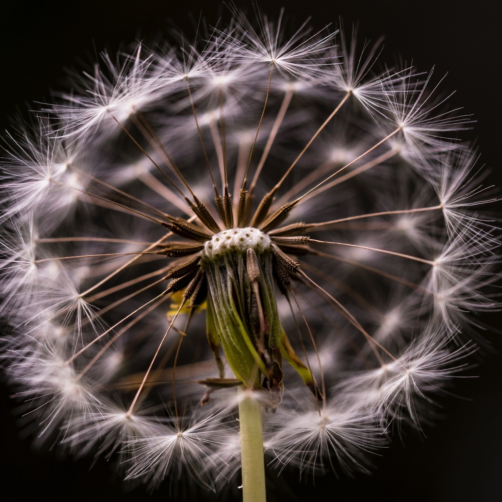Белый отцветший одуванчик на черном фоне