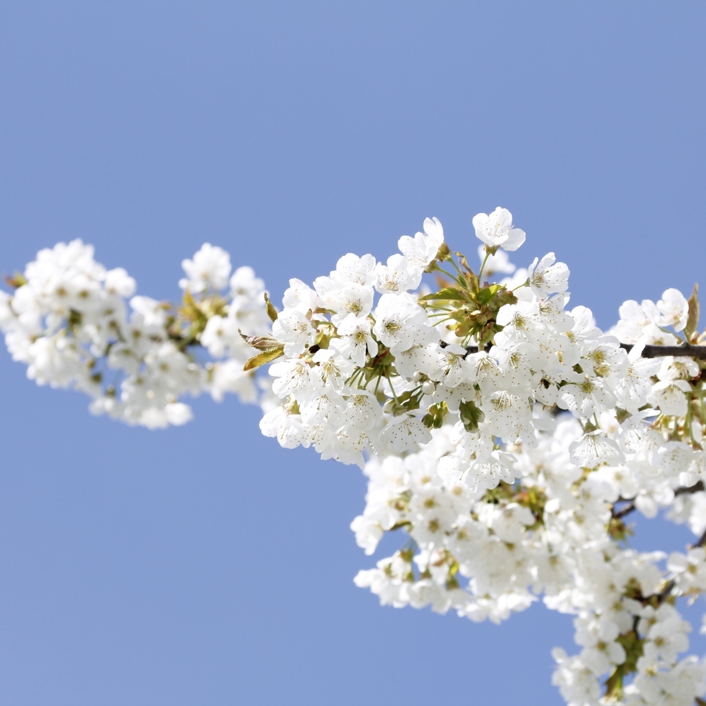 Белые цветы на ветке вишни на голубом фоне