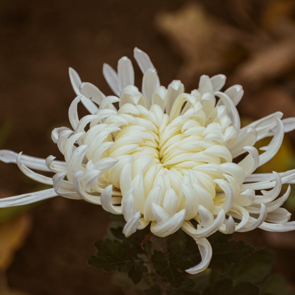 Белый цветок садовой хризантемы вблизи