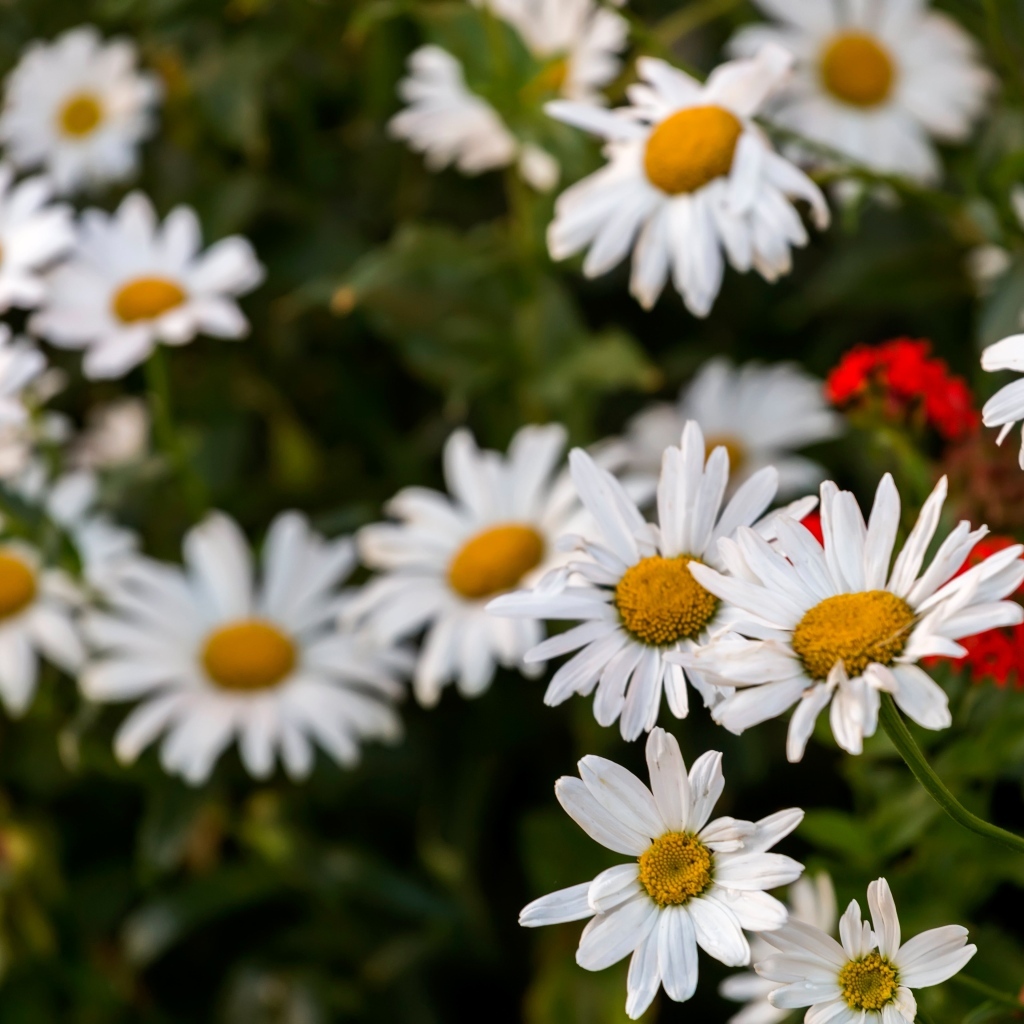 Белые садовые ромашки на клумбе