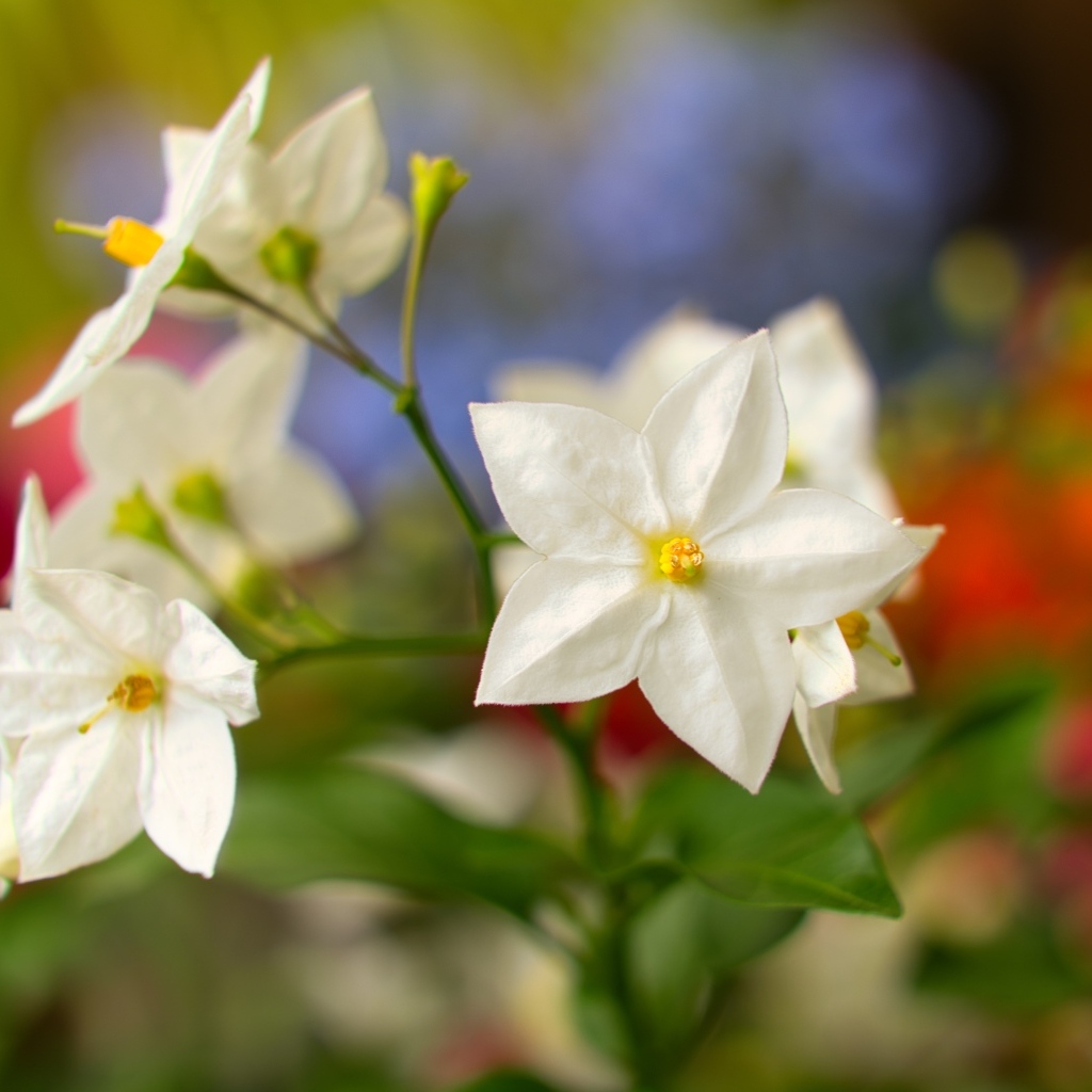 Белые комнатные цветы крупным планом