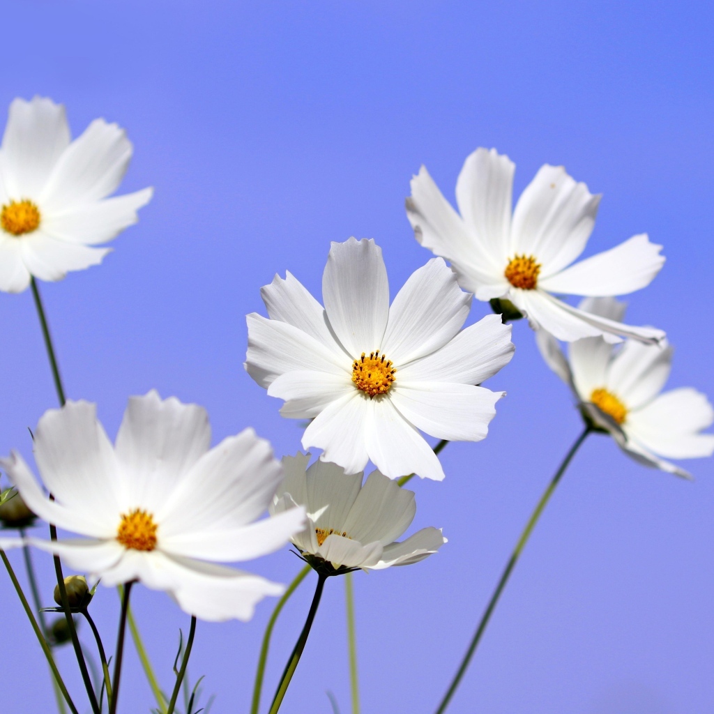 Белые цветы космея на фоне голубого неба