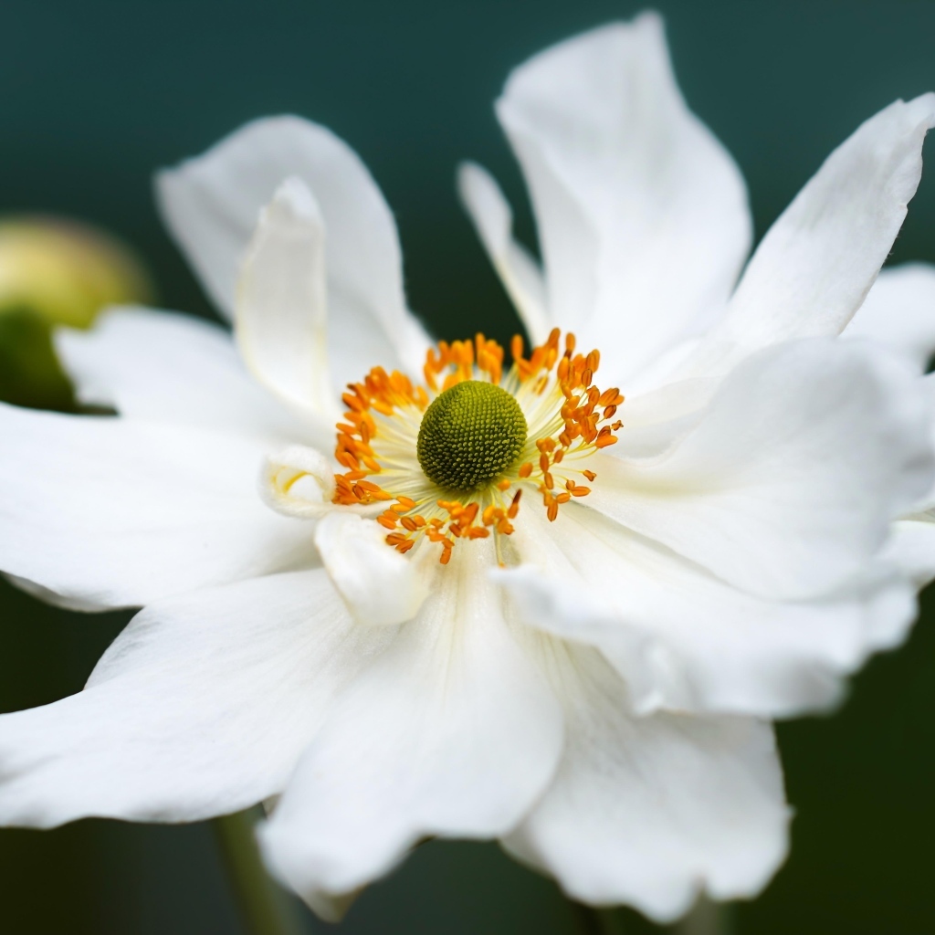 Белый крупный цветок анемоны в саду