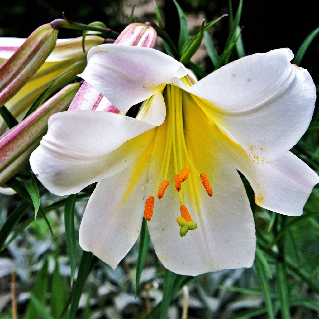 Белые крупные цветы садовой лилии с бутонами