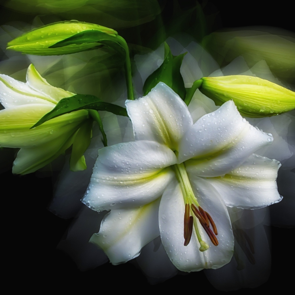 Белый цветок лилии с бутонами в каплях росы
