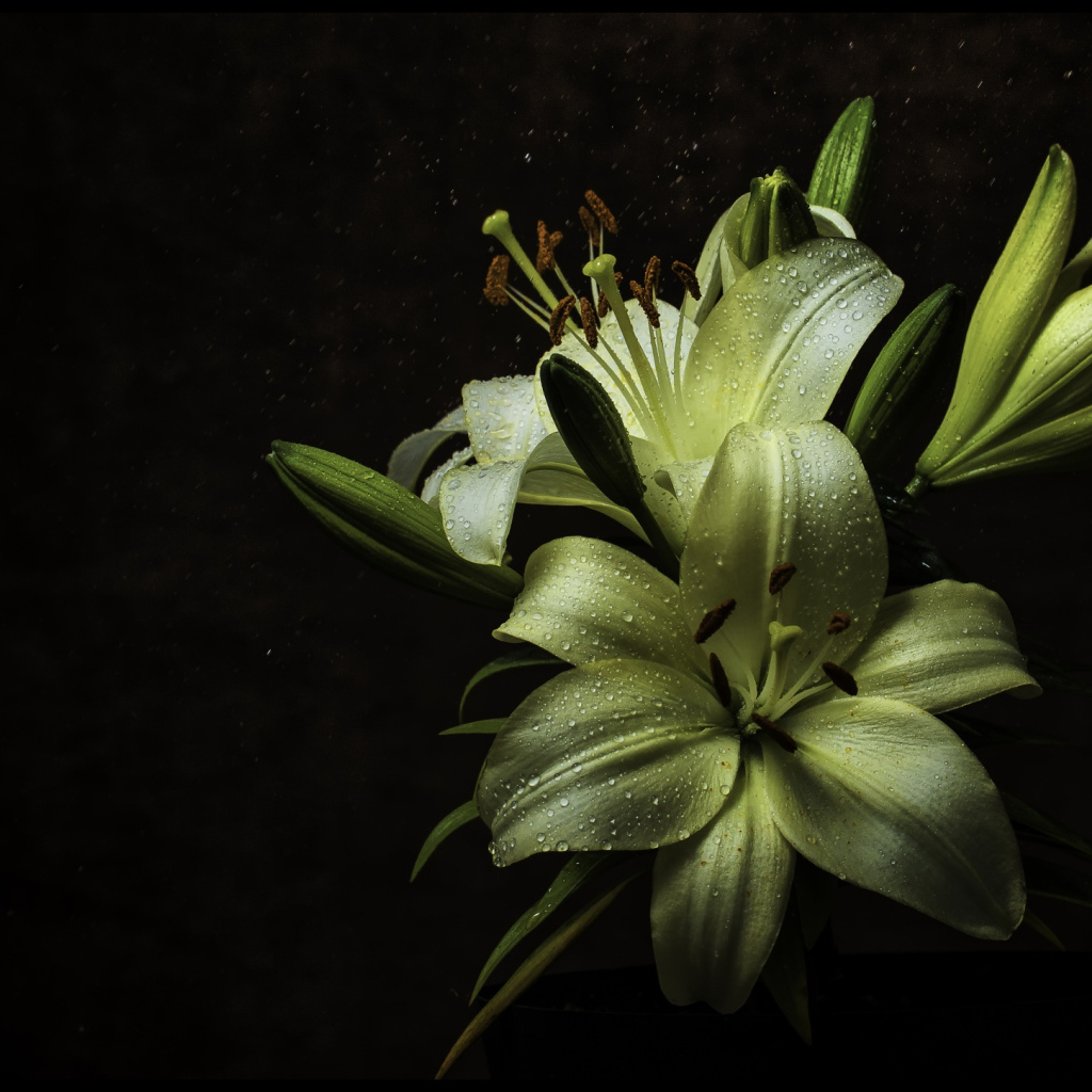 Белые цветы лилии в каплях росы на черном фоне