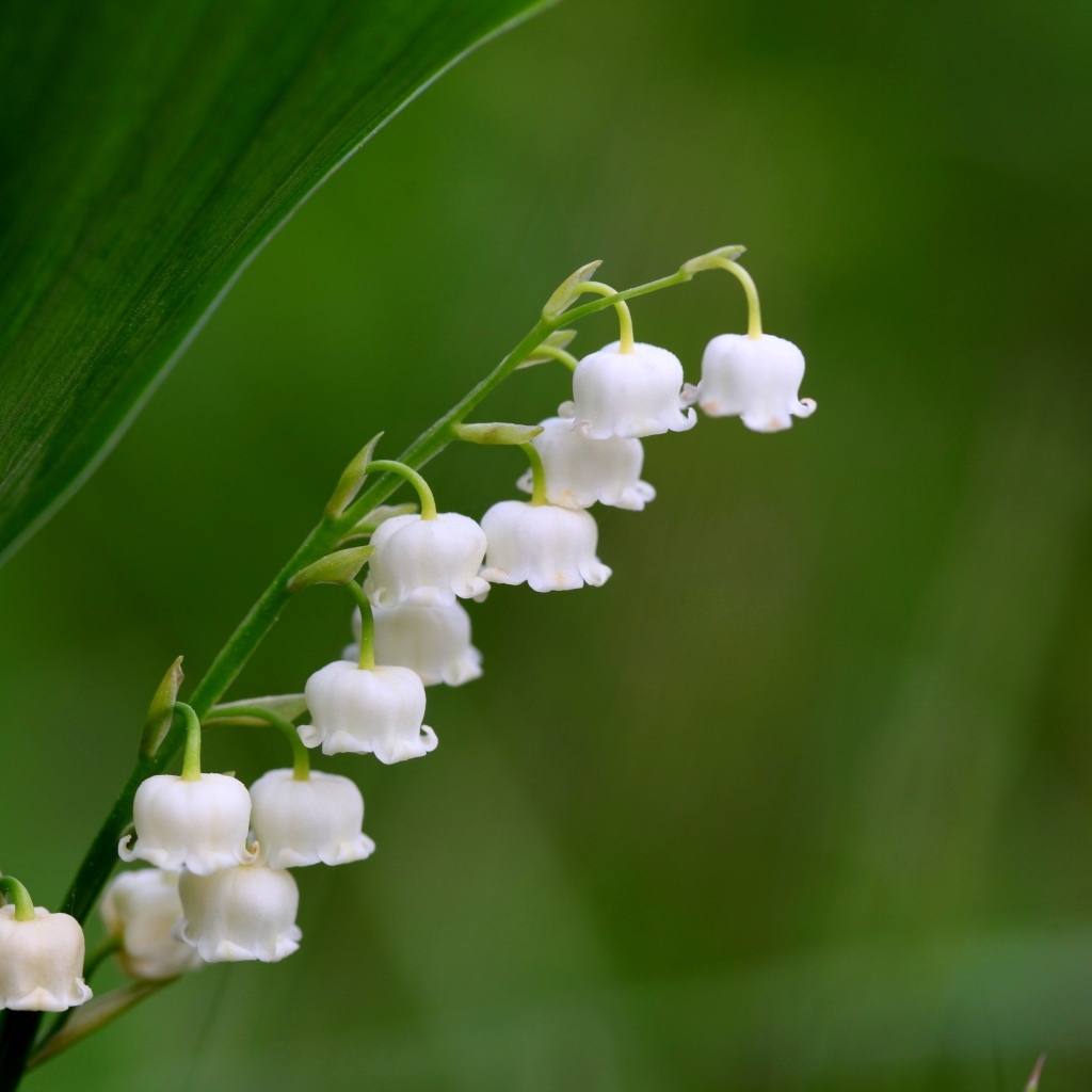 Белый ландыш крупным планом