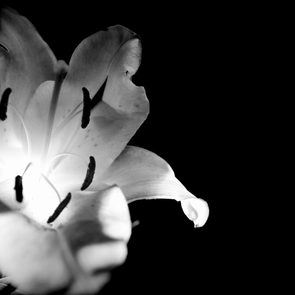 Белая лилия на черном фоне