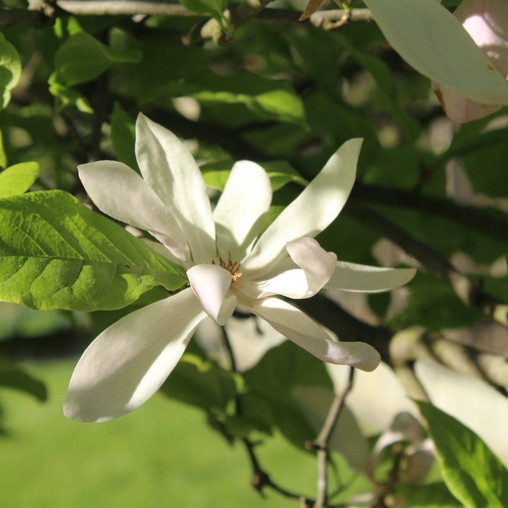Белый цветок магнолии в зеленых листьях