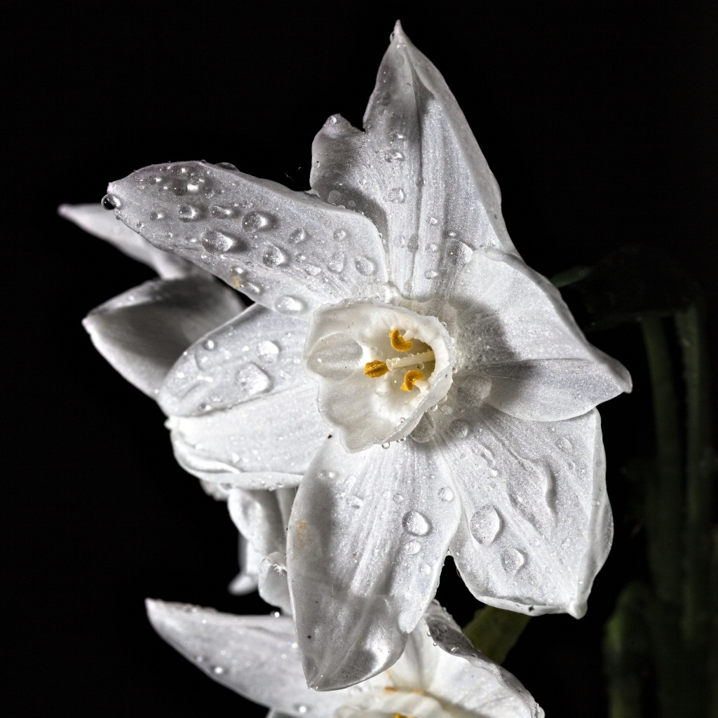 Белый цветок нарцисса в каплях росы