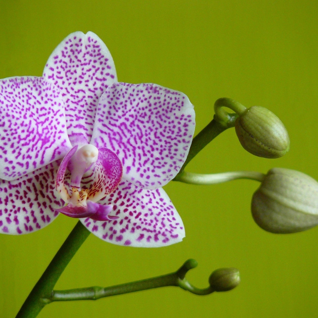 Белая в сиреневую крапинку орхидея с бутонами