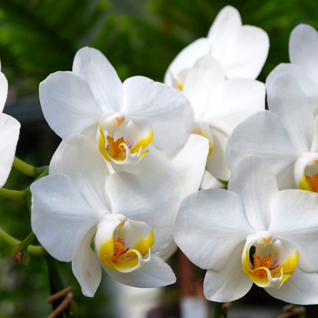 Белые орхидеи крупным планом 