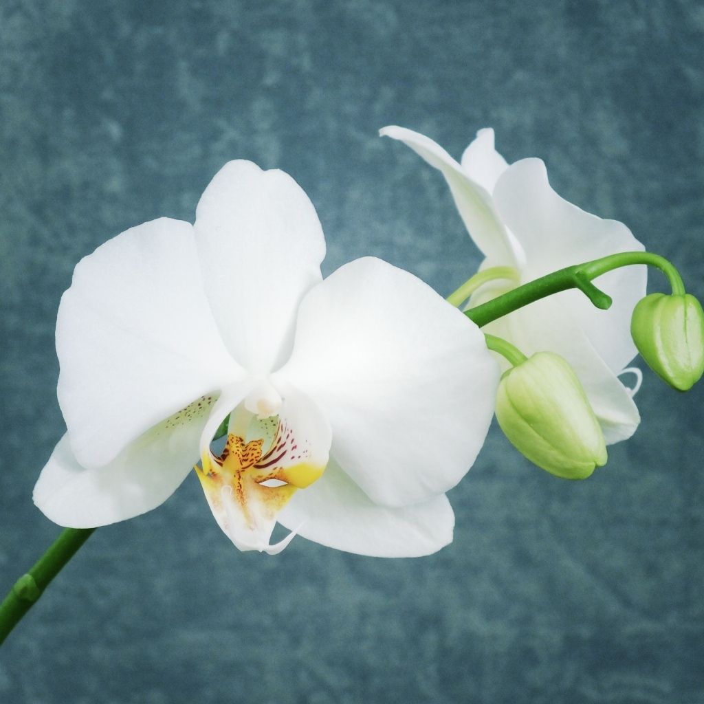 Белые орхидеи с бутонами на фоне серой стены