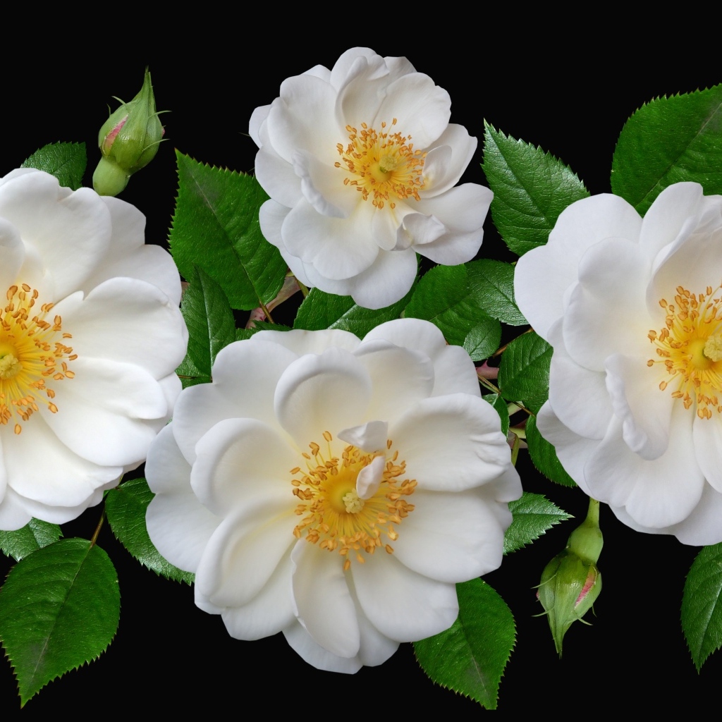 Белые парковые розы с бутонами на черном фоне