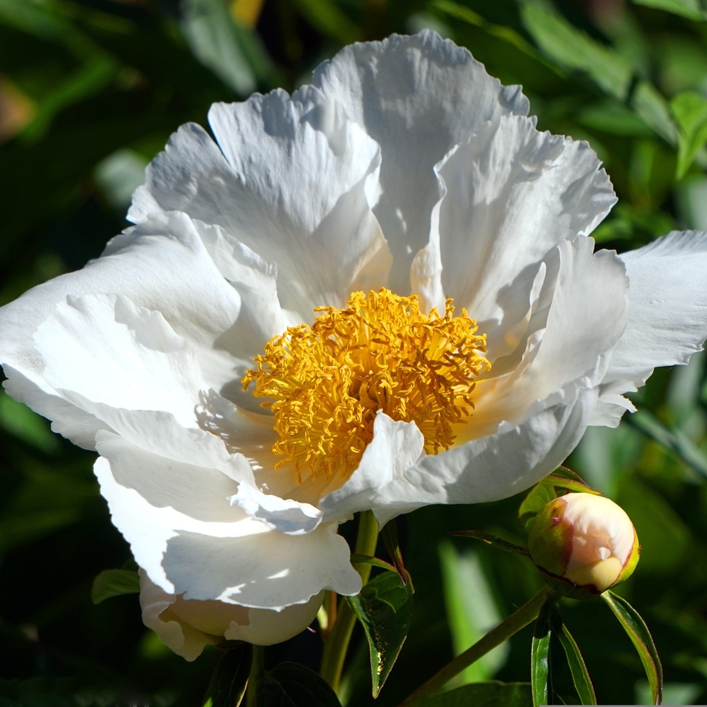 Белый пион с бутоном крупным планом