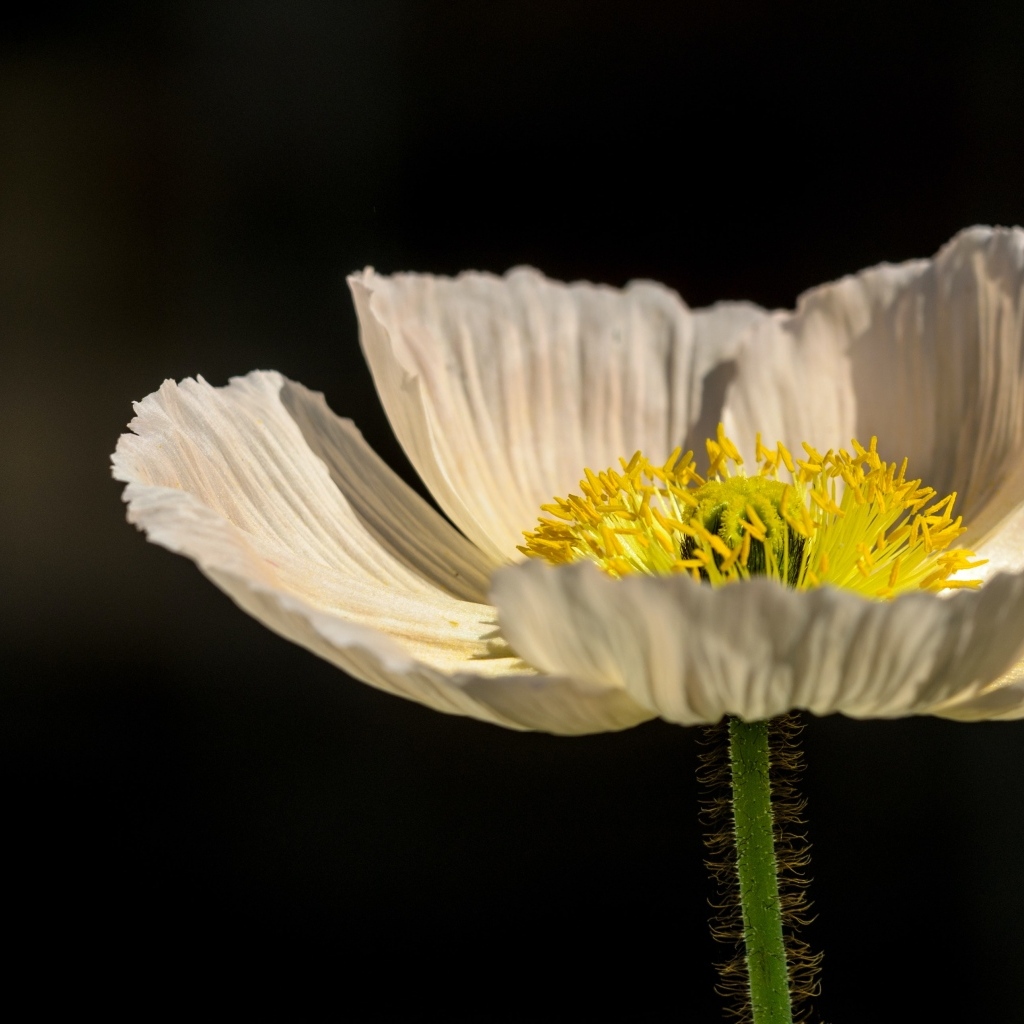 Белый цветок мака крупным планом
