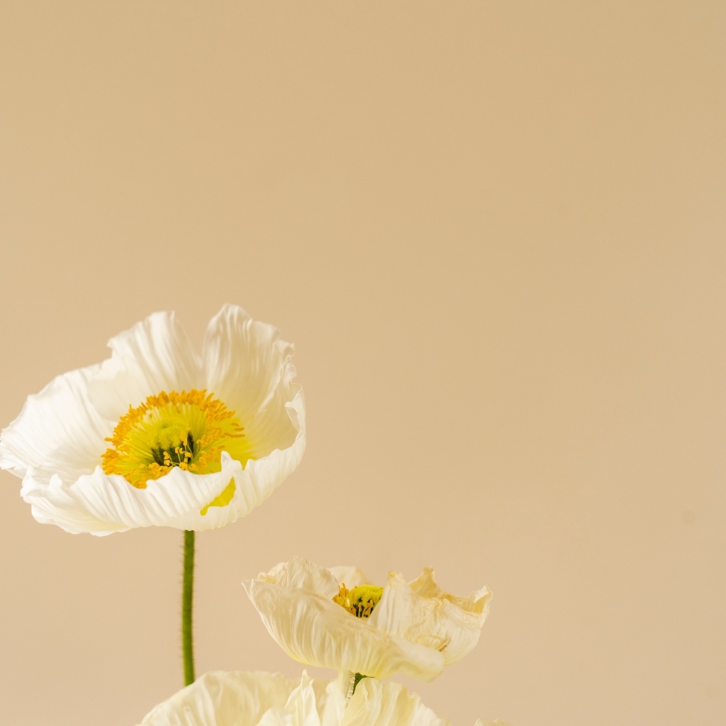 Белые цветы мака на бежевом фоне